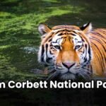 Jim Corbett National Park