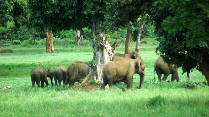 Betla National Park Entry Close