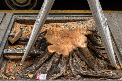 Downtown L.A. Has Seen Its Share of Violence. Then Someone Went After Its Trees.