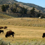 Bison Gores Man in Yellowstone National Park