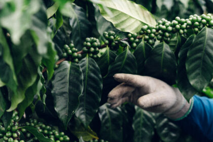 Hawaii’s Prized Kona Coffee Fields Have Become a Target for ICE