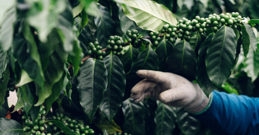 Hawaii’s Prized Kona Coffee Fields Have Become a Target for ICE