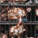How the Farm Industry Spied on Animal Rights Activists and Pushed the FBI to Treat Them as Terrorists