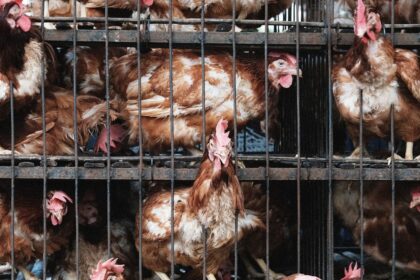 How the Farm Industry Spied on Animal Rights Activists and Pushed the FBI to Treat Them as Terrorists